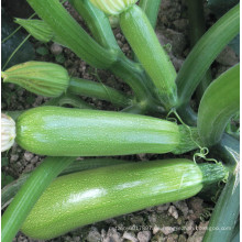 HSQ01 Jieduan grün F1 Hybrid Squash / Zucchini Samen